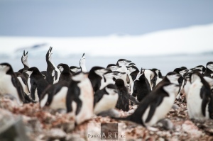Reaching for the sky: Chinstrap penguins 