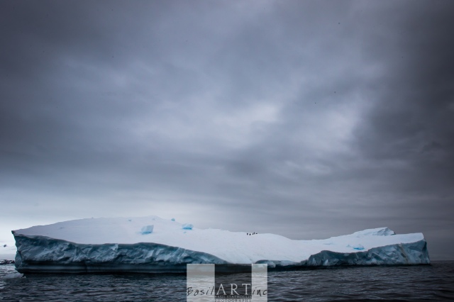 Floating penguin troop on a n iceberg